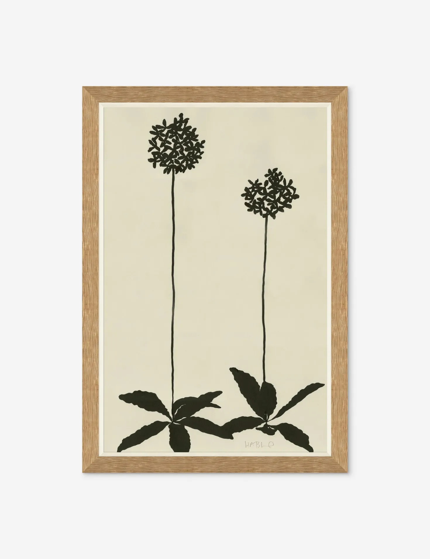 Allium By Susan Hable
