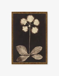 Botanical Photogram Print