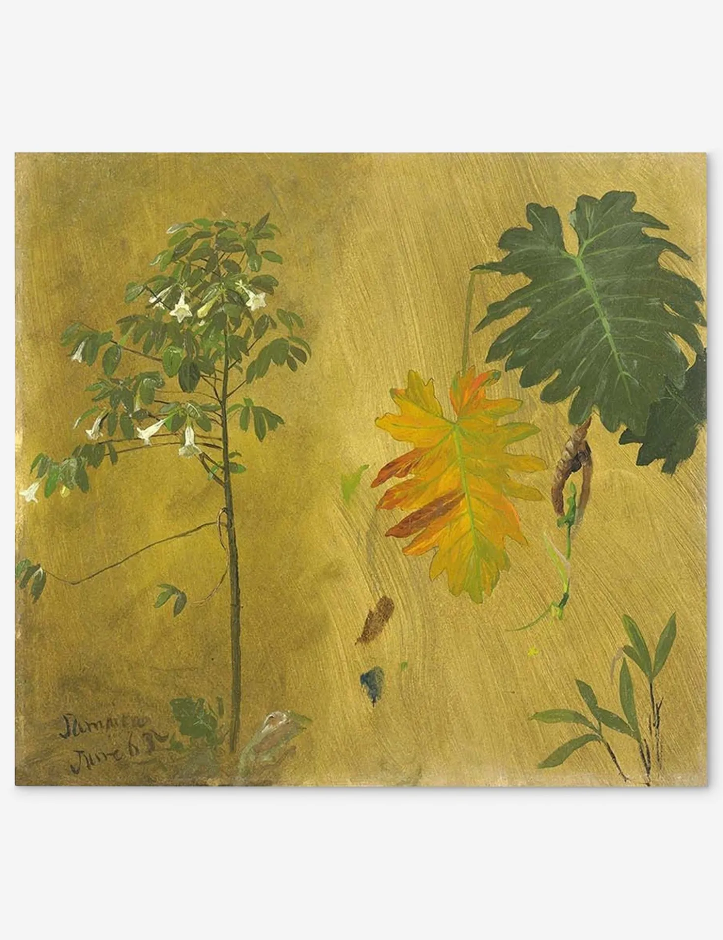 Botanical Study, Jamaica Print by Frederic Edwin Church