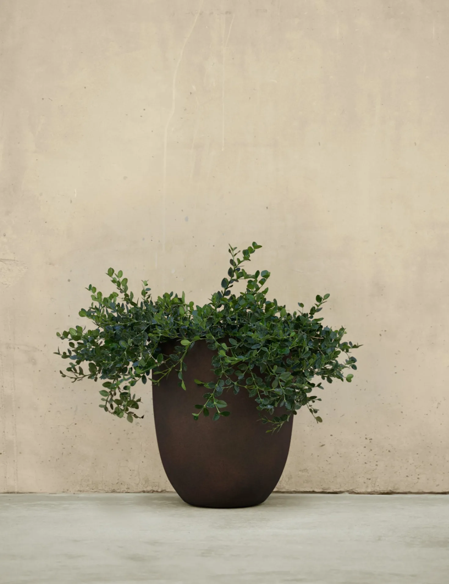 Bradford Planters by Campania International