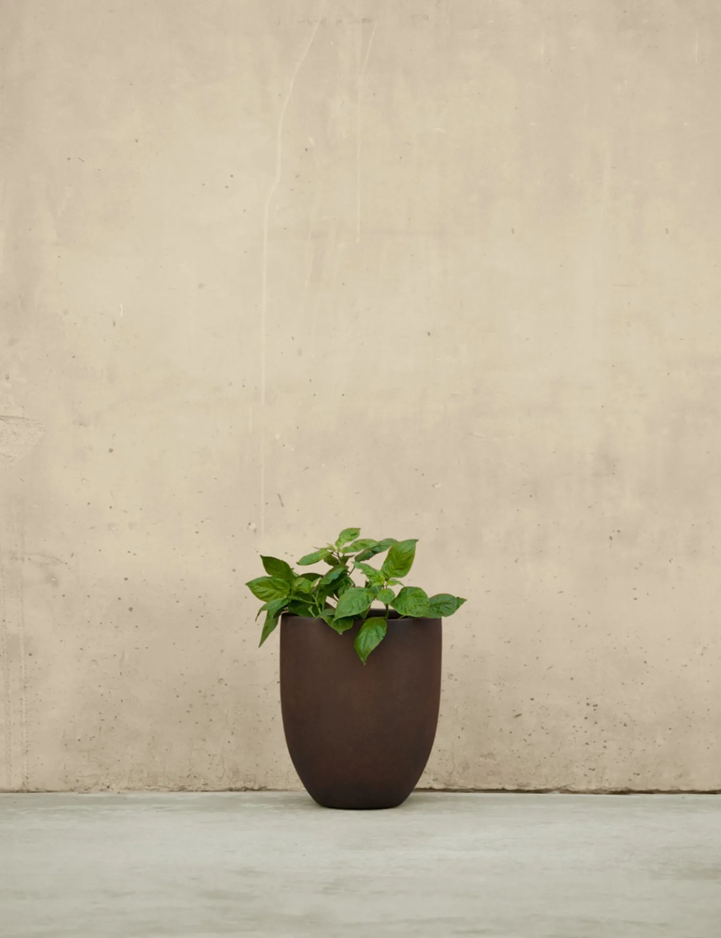 Bradford Planters by Campania International