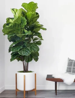 Ceramic Planter Pot + Teak Stand by LBE Design