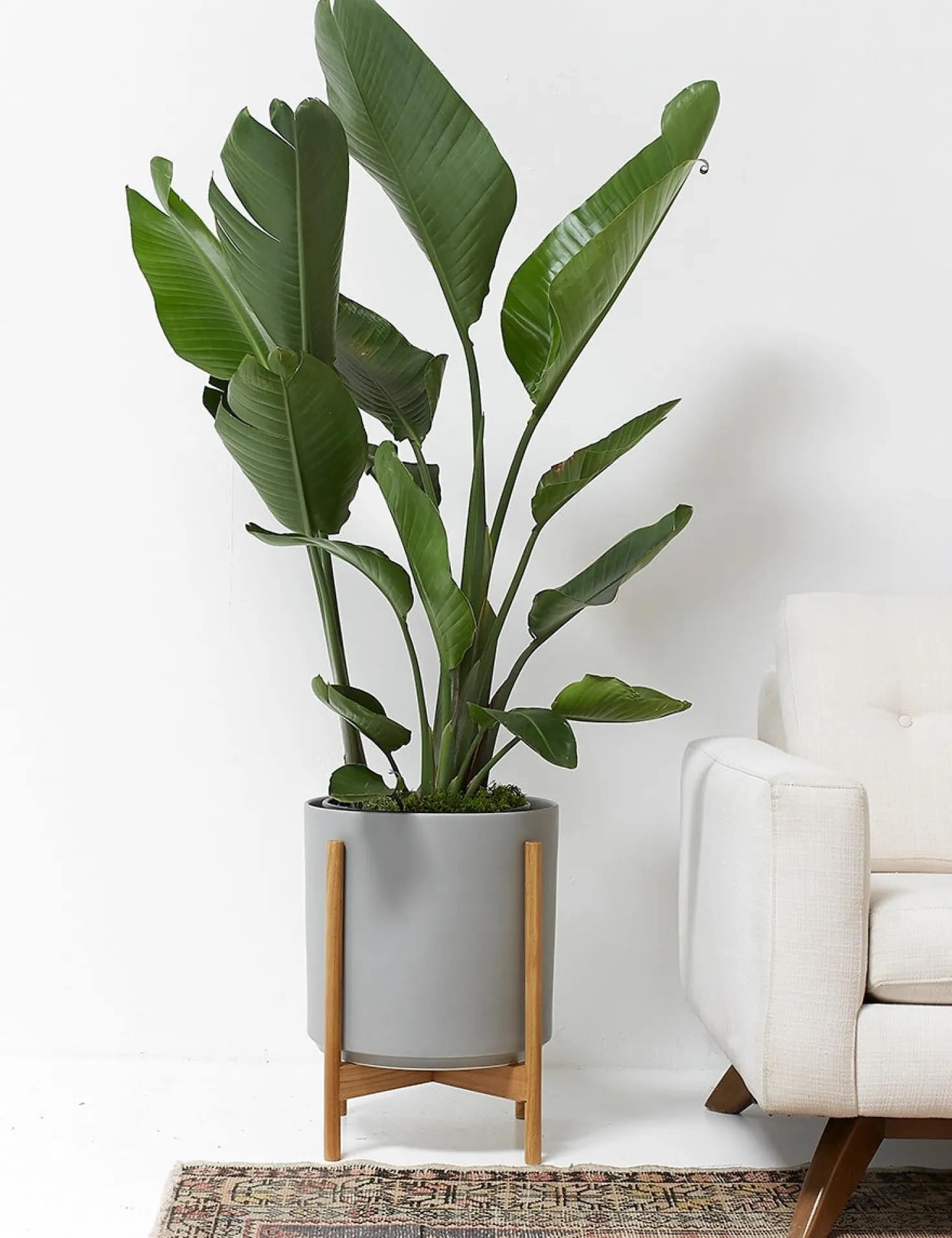 Ceramic Planter Pot + Teak Stand by LBE Design