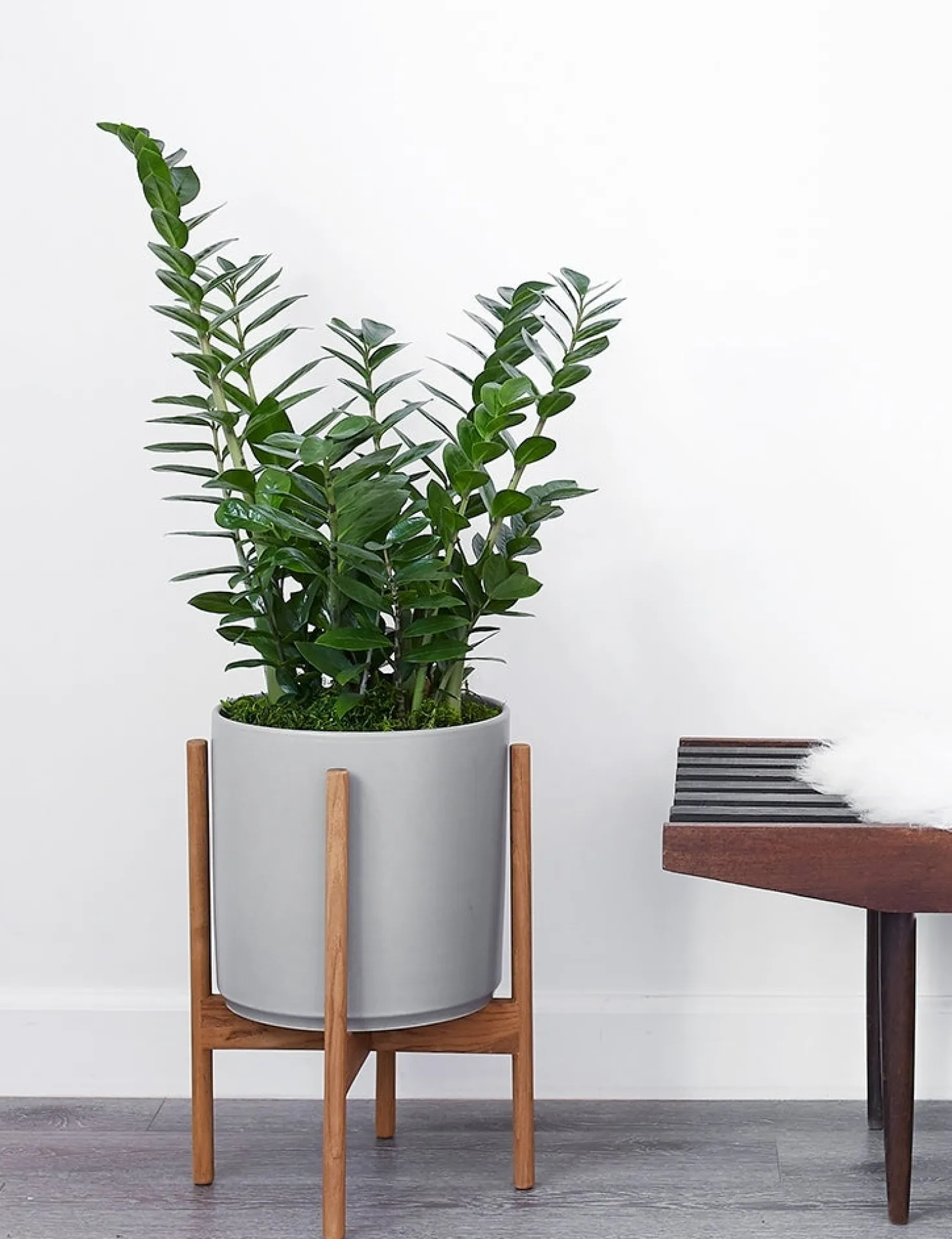 Ceramic Planter Pot + Teak Stand by LBE Design