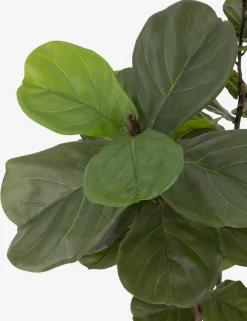 Faux Fiddle Leaf Tree