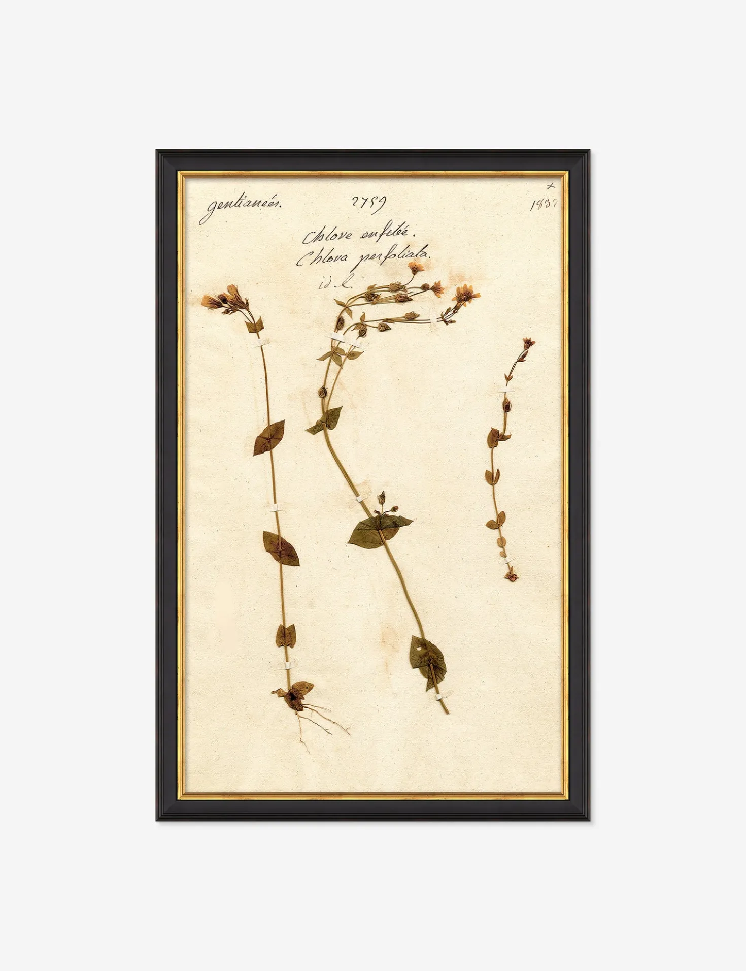 Herbarium A Wall Art