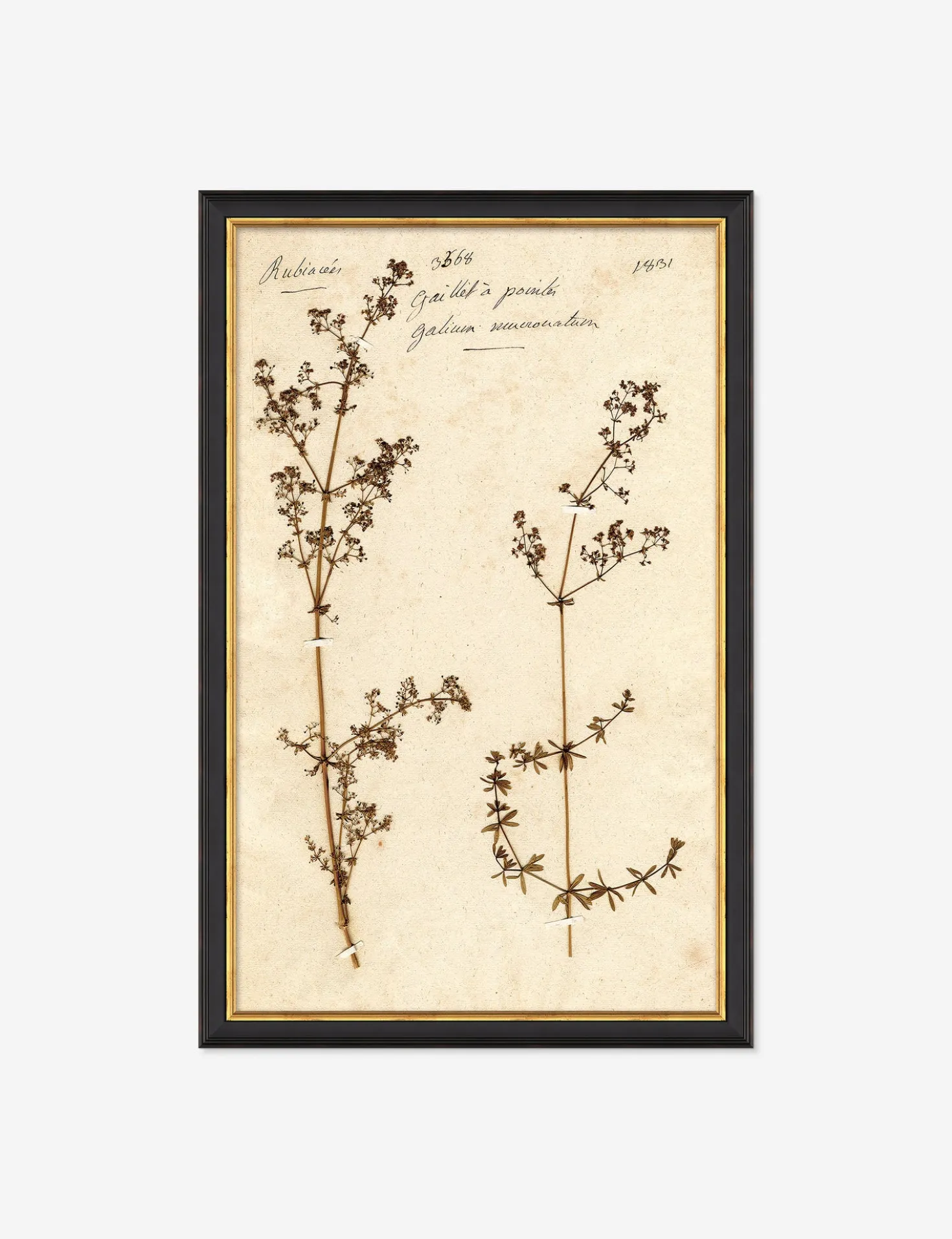 Herbarium B Wall Art