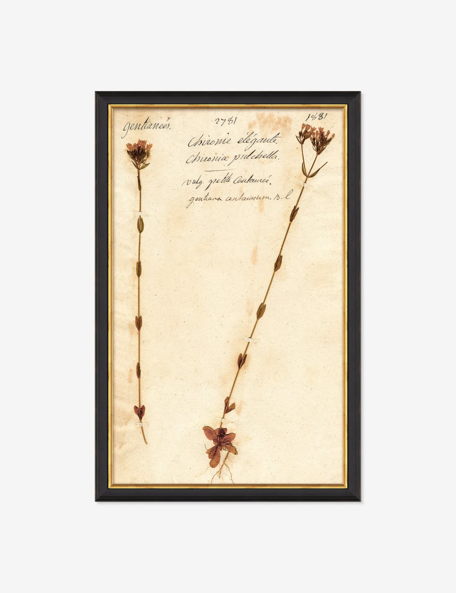 Herbarium D Wall Art