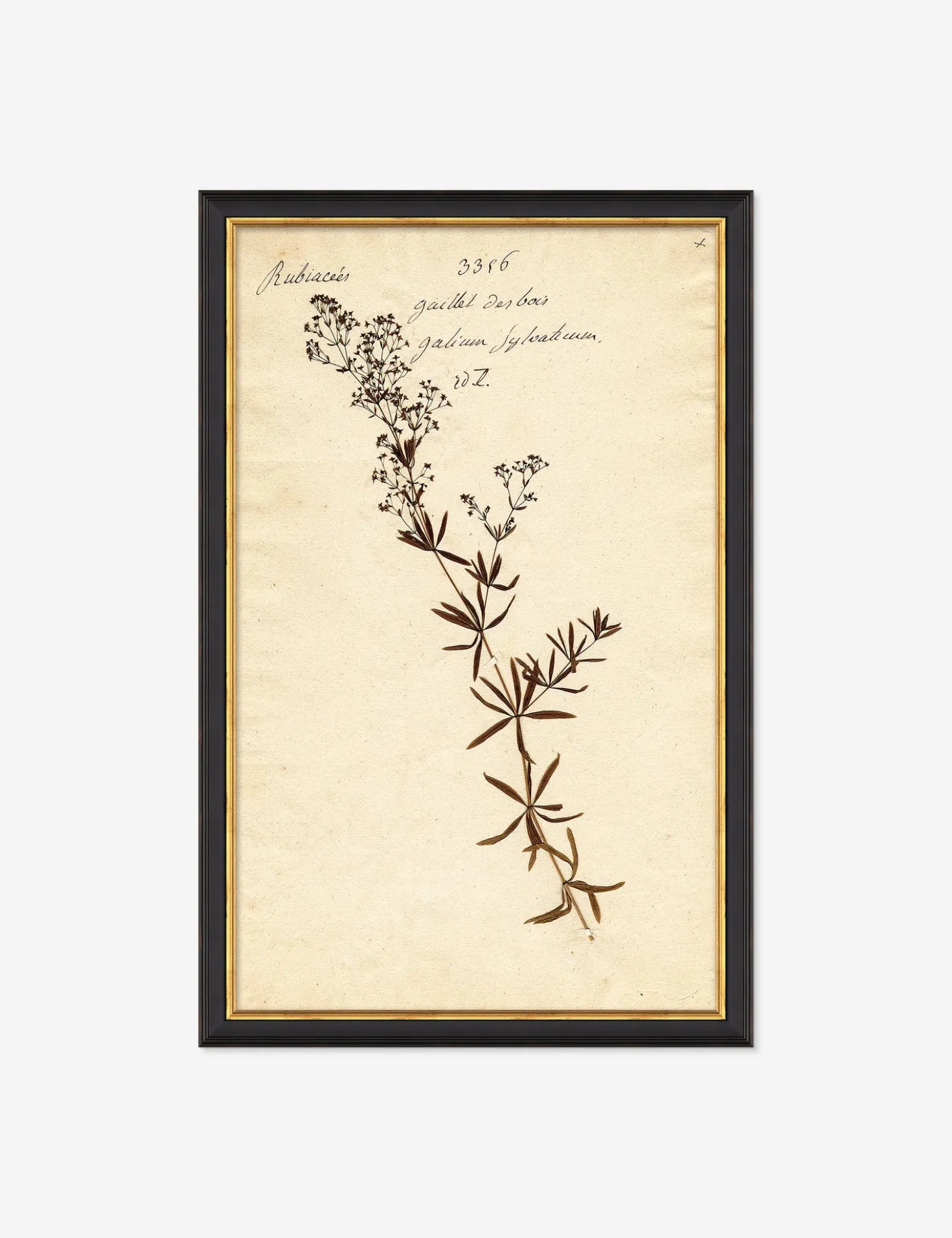 Herbarium F Wall Art