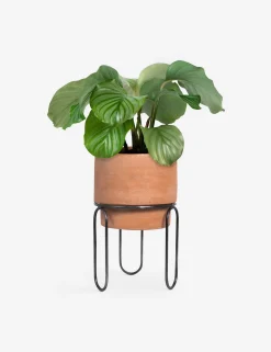 Jaro Terracotta Planter Pot by Meso