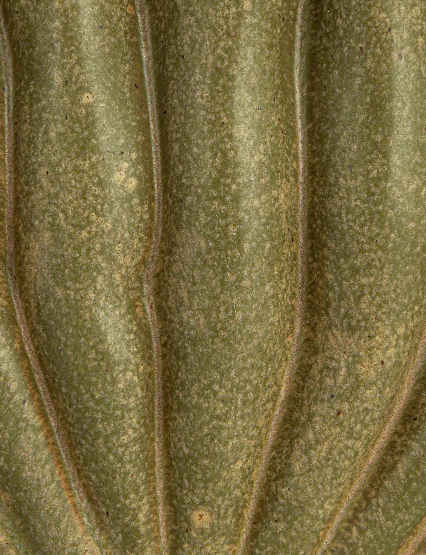 Maelis Vase