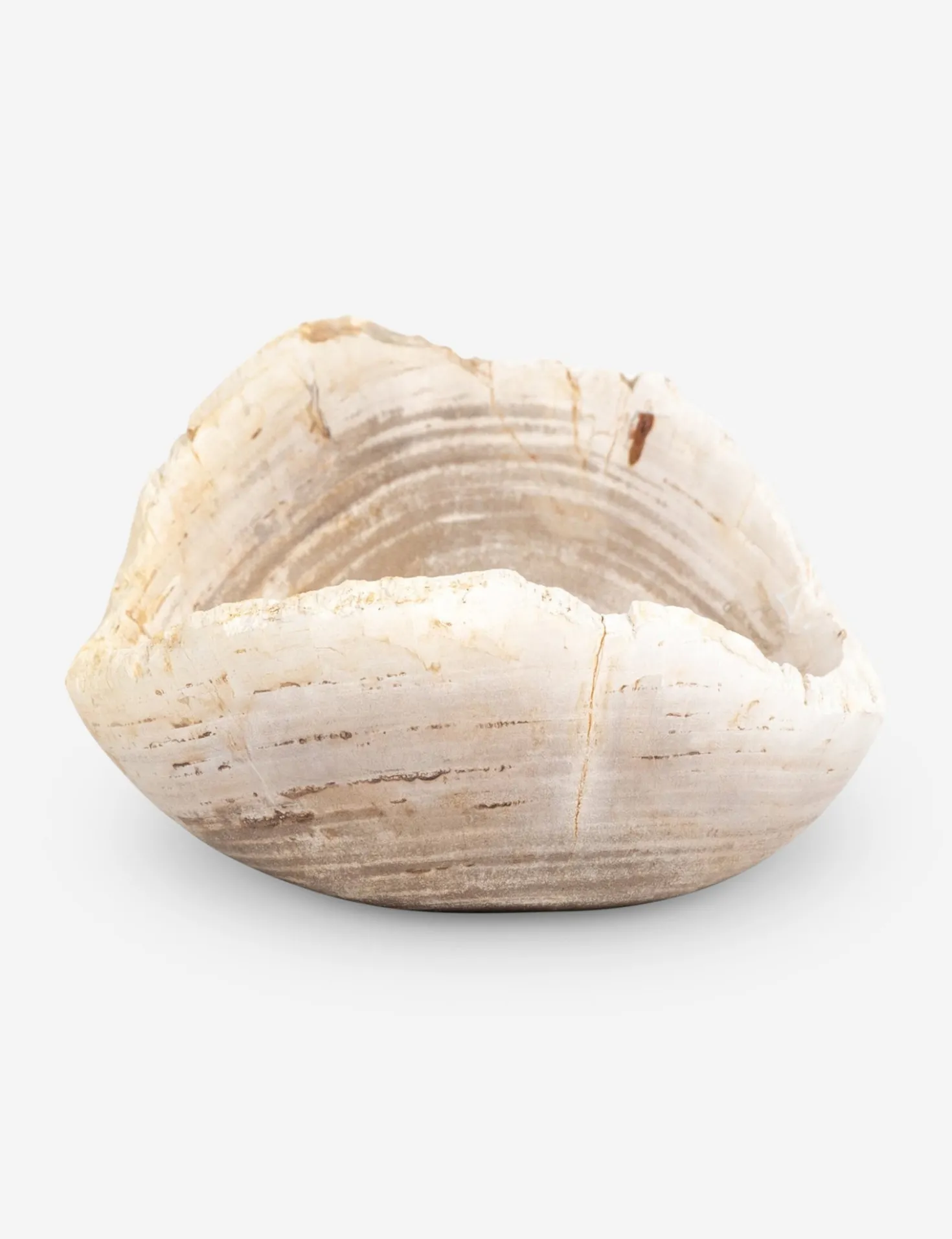 Noki Petrified Wood Bowl